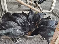 Chickens — zdjęcie 6