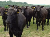Vaca, Swiss cattle — foto 6