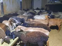 Ram, Sheep — photo 8