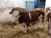 Byk, Simmental cattle — zdjęcie 1