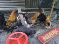 Chickens — zdjęcie 1