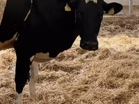 Kuh, Holstein-Rasse — Foto 6