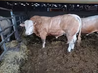 Bull, Blonde d’Aquitane cattle — photo 4