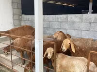 Sheep, Sheep — photo 4