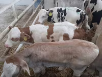 ثور, Simmental cattle — الصورة 2