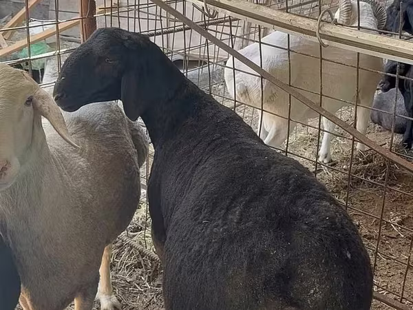 公羊, Sheep