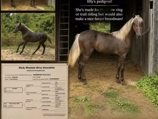 Mare, Rocky Mountain Horse