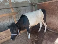 Vaca, Ganado vacuno — foto 3