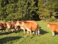 Cow, Jersey breed — photo 1