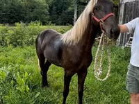 Mare, Rocky Mountain Horse — photo 5