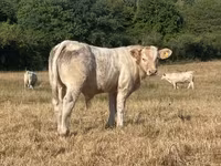 Bull, Charolais cattle — photo 2