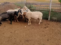 Ram, Sheep — photo 3