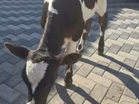 Vaca, Ganado vacuno — foto 4