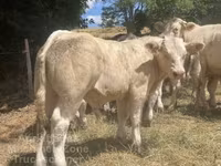 Bull, Charolais cattle — photo 3