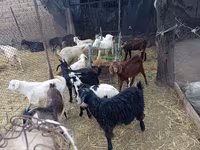 تيس, Pomellata goat — الصورة 2