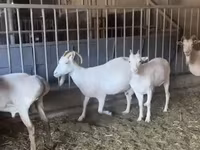 Ziege, Pomellata goat — Foto 4