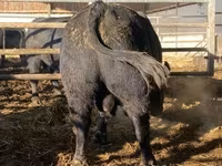 公牛, Aberdeen-Angus — 照片 4