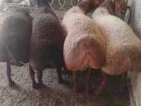 公羊, Arashan sheep — 照片 2