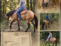 घोड़ी, Quarter Horse — फ़ोटो 1