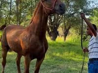 घोड़ी, Skyros Pony — फ़ोटो 2