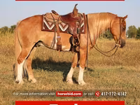 घोड़ा, Gypsy horse — फ़ोटो 1
