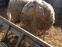 公羊, Assaf sheep — 照片 3
