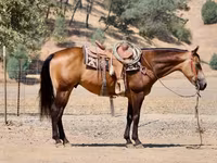 Caballo, Quarter Horse — foto 6