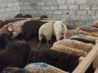 母羊, Sheep — 照片 2