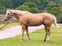 Horse (M), Quarter Horse — photo 2