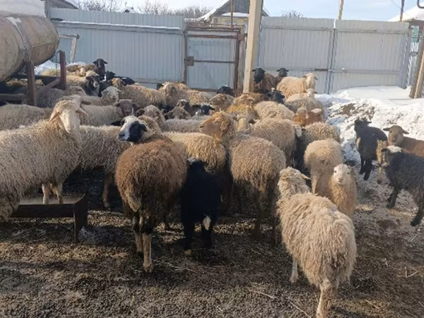 Sheep, Romanov sheep