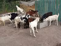 تيس, Pomellata goat — الصورة 4