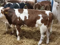Byk, Simmental cattle — zdjęcie 2