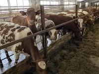 Kuh, Holstein-Rasse — Foto 8
