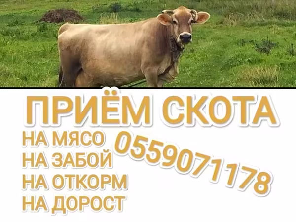Cattle