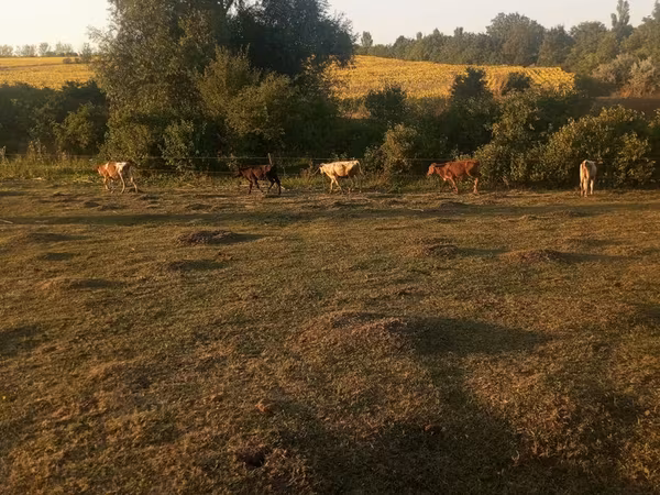 Krowa, Bydło