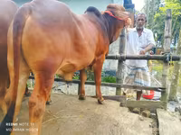 公牛, Cattle — 照片 2