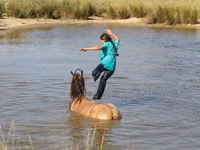 Horse (M), Gypsy horse — photo 3