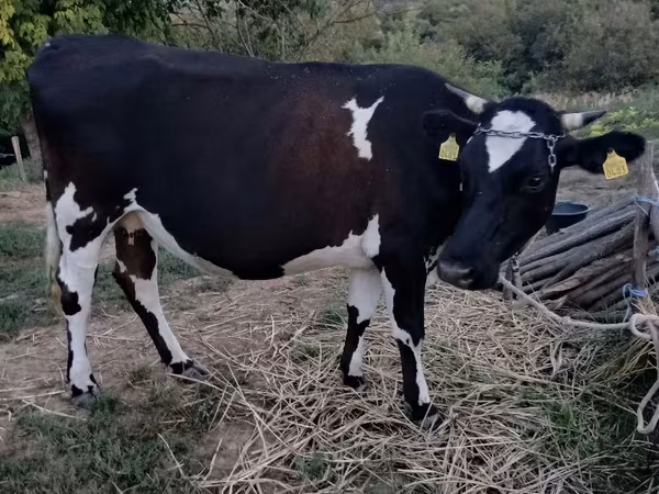 गाय, गोलस्टीन नस्ल