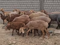 公羊, Arashan sheep — 照片 2