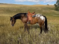 Caballo, Horses of Sable Island — foto 3