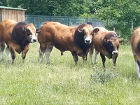 公牛, Partenaise cattle — 照片 1