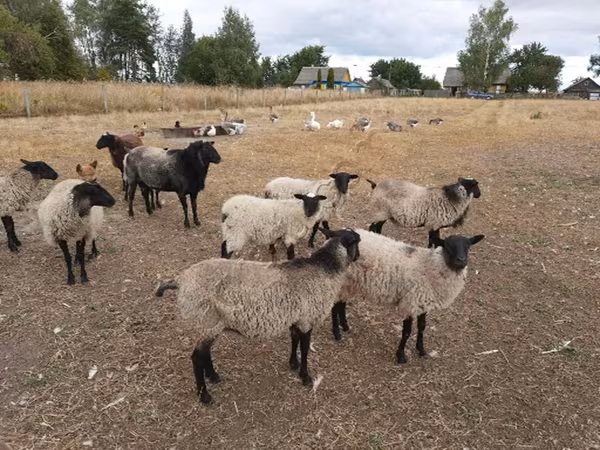 Sheep, Romanov sheep