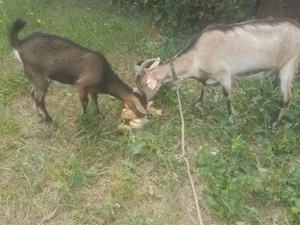 Koza, Kozy