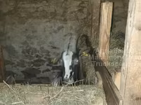 Goat, Alpine goat — photo 4