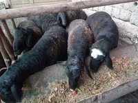 公羊, Rhon sheep — 照片 1