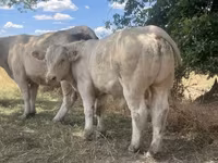 Bull, Charolais cattle — photo 4
