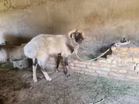 公羊, Rhon sheep — 照片 4