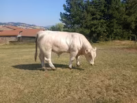 Bull, Charolais cattle — photo 1