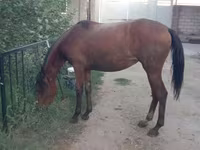घोड़ी, Anglo-Arabian — फ़ोटो 6