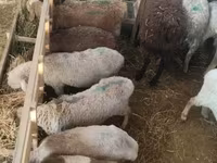 母羊, Sheep — 照片 5